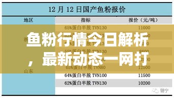 鱼粉行情今日解析，最新动态一网打尽