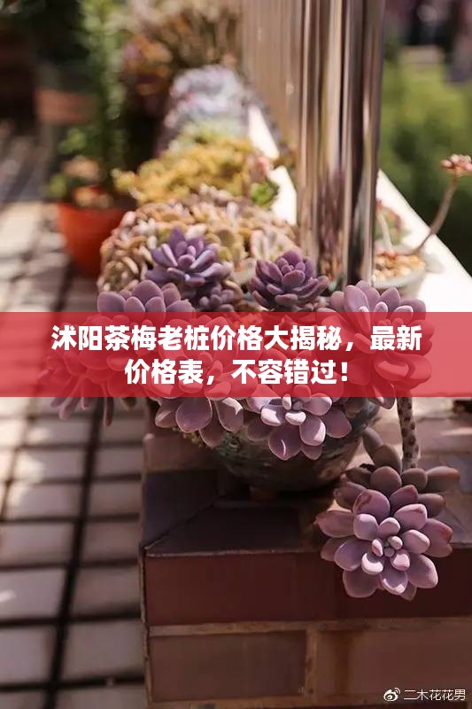 沭阳茶梅老桩价格大揭秘，最新价格表，不容错过！